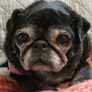 Meet your Posher, The Fancy Pug